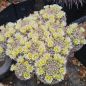 Preview: Mammillaria rischeri - L1063